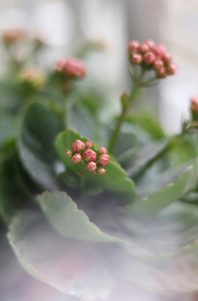 Photography Crystal Prism Ball