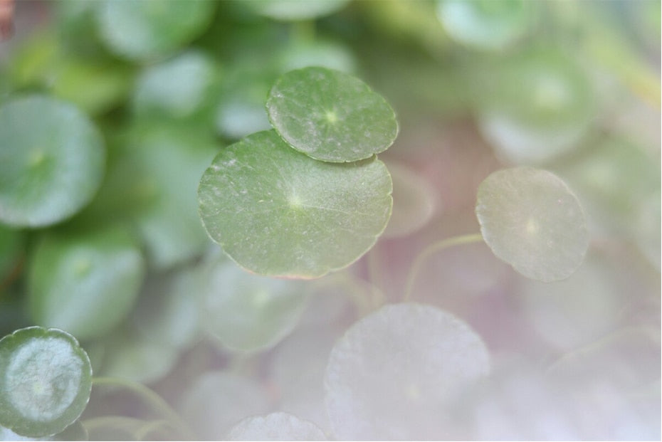 Photography Crystal Prism Ball